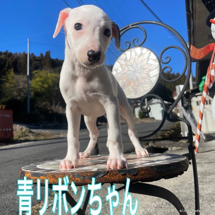 愛犬のためのがんが逃げていく食事と生活 須崎恭彦 著