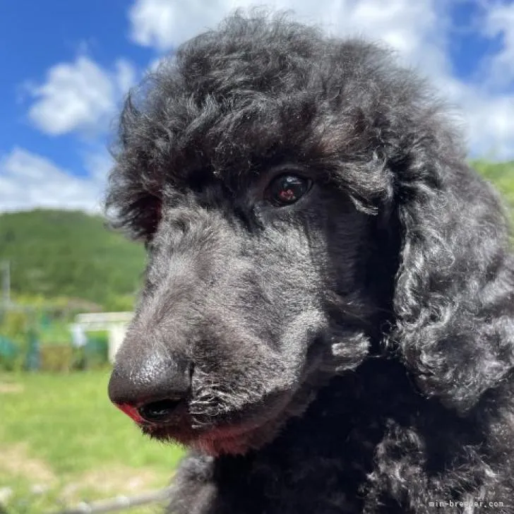 はまー 様のお迎えした子犬