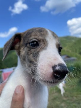 ウィペット【岐阜県・男の子・2021年7月19日・ホワイトブリンドル】の写真「母親譲りの小ぶりな男の子」