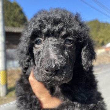 スタンダードプードル【岐阜県・女の子・2022年11月25日・ブラック】の写真「小ぶりのブラック女の子💕」