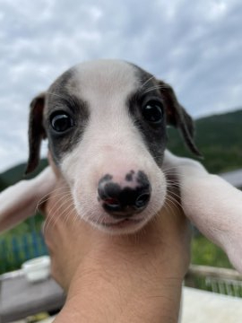 ウィペット【岐阜県・女の子・2021年7月19日・ホワイトブリンドル】の写真「身体はホワイ、お顔にブリンドル」