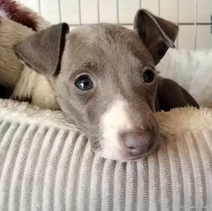 めん 様のお迎えした子犬