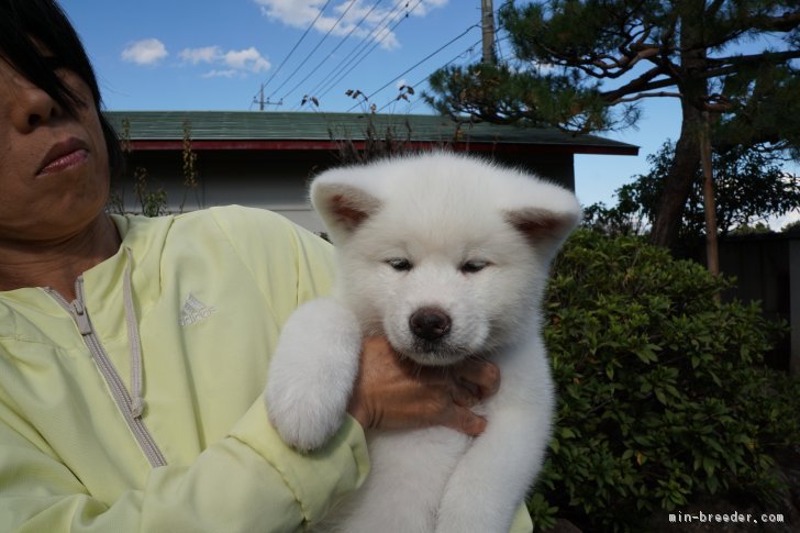 秋田犬 女の子 白毛 18 08 28生まれ 群馬県 子犬id 1811 白毛の女の子 室内飼いにぴったりです みんなのブリーダー