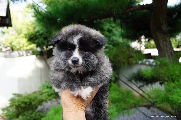 秋田犬 群馬県 女の子 19年7月12日 虎毛 虎のムク毛ちゃん みんなのブリーダー 子犬id 1908