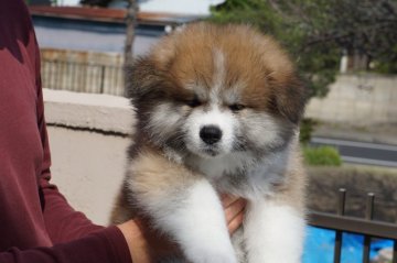 秋田犬【群馬県・男の子・2019年3月3日・赤毛】の写真「モフモフの秋田犬！！」