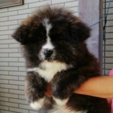 秋田犬【群馬県・女の子・2022年12月21日・虎毛】の写真「長毛のかわいい女の子です
ワクチンマイクロチップ済」