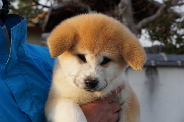 秋田犬【群馬県・男の子・2019年1月3日・赤毛】の写真「赤毛の男の子」