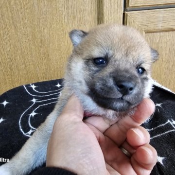 柴犬(豆柴)【鹿児島県・女の子・2025年1月2日・赤毛】の写真「赤毛の両親から生まれた女の子です」