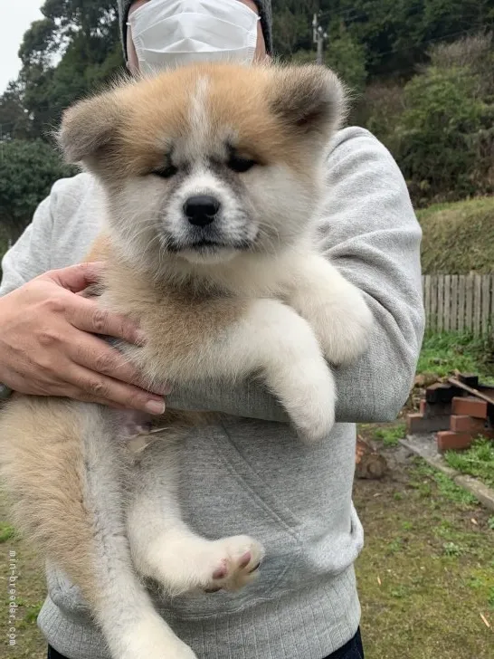 秋田犬（文侍号） 様のお迎えした子犬