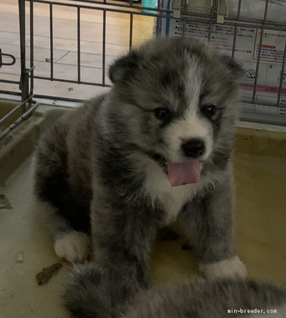 秋田犬 鹿児島県 女の子 年6月4日 虎毛 クリクリお目目の淡い毛色の美人ちゃん みんなのブリーダー 子犬id 07