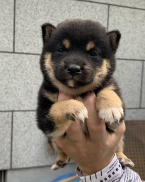 柴犬(豆柴)【鹿児島県・女の子・2020年7月10日・黒毛】の写真「お母さんの体高24cm,お父さんの体高27cmです」