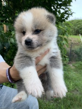 秋田犬【鹿児島県・男の子・2019年6月8日・赤毛の男の子】の写真「毛色が少し薄めの赤毛の男の子。」