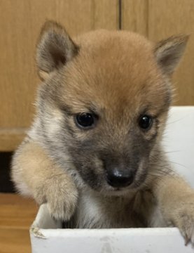 柴犬(豆柴)【鹿児島県・男の子・2020年5月10日・赤毛】の写真「とっても活発で元気な男の子です」