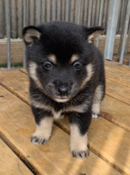 柴犬(豆柴)【鹿児島県・男の子・2020年6月7日・黒毛】の写真「とっても可愛い大人しめの黒毛の男の子です。」