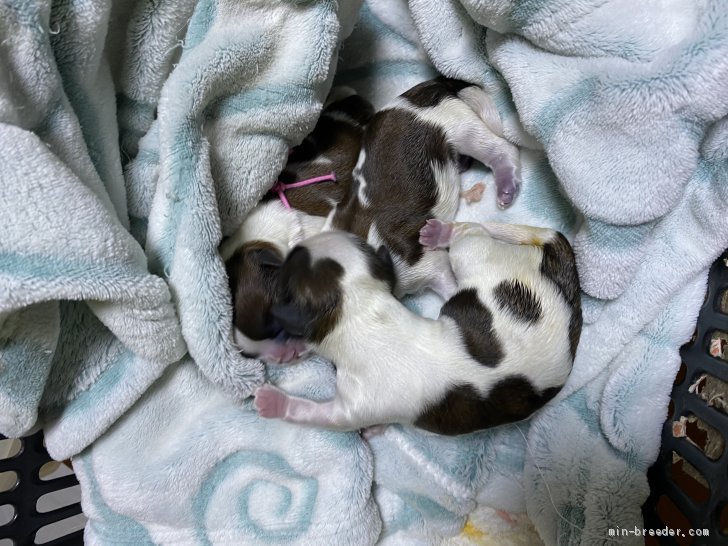 荒木麻子ブリーダーのブログ：子犬生まれました。