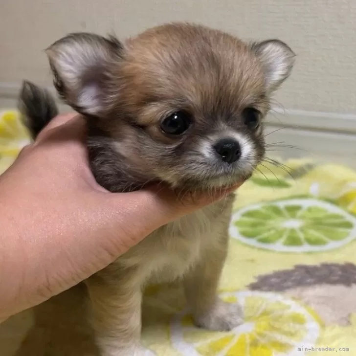 こてつ 様のお迎えした子犬