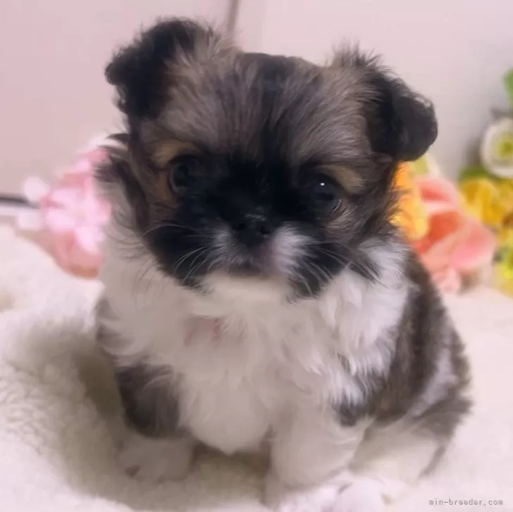 bubu 様のお迎えした子犬