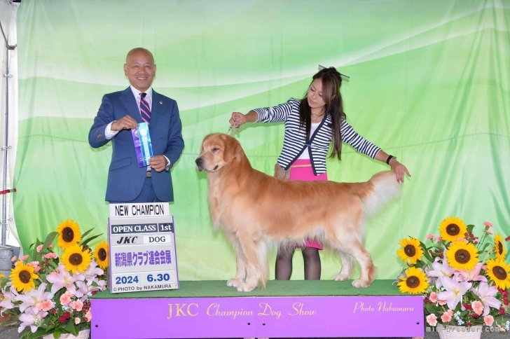 JKCチャンピオン”ROBIN"!!｜奥村　聡(おくむら　さとし)ブリーダー(三重県・柴犬など・JKC/日本犬保存会/KCジャパン登録)の紹介写真6