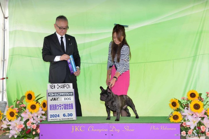 ジュニアチャンピオン”LOUIS"!!｜奥村　聡(おくむら　さとし)ブリーダー(三重県・柴犬など・JKC/日本犬保存会/KCジャパン登録)の紹介写真9