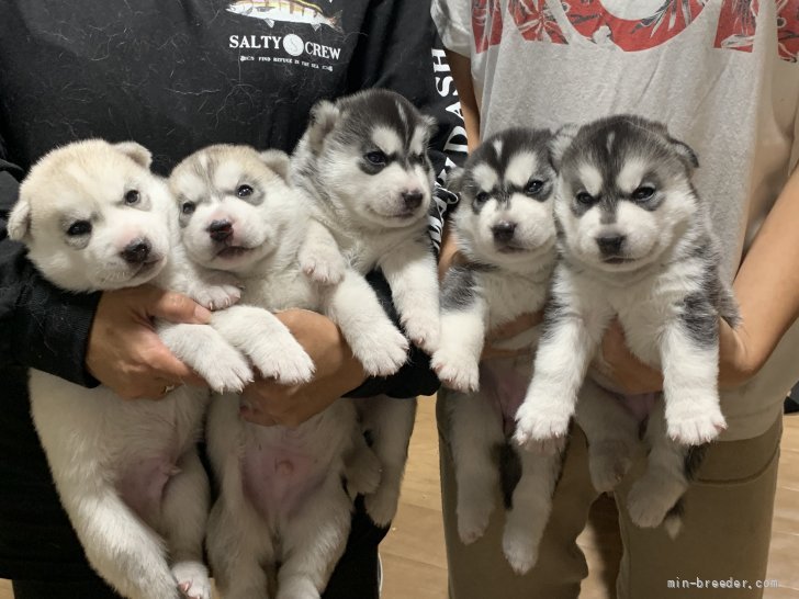 奥村聡ブリーダーのブログ シベリアンハスキーの子犬9月29日生まれ 21 10 17 みんなのブリーダー