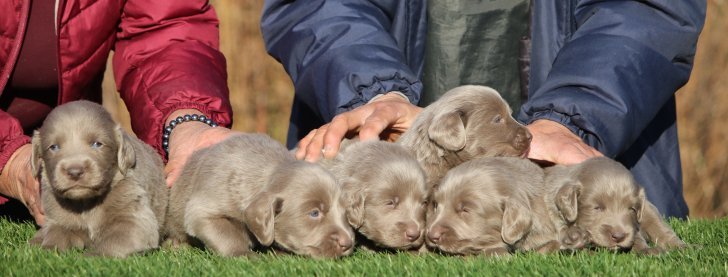 ワイマラナーロングヘアード子犬の誕生 奥村聡ブリーダー みんなのブリーダー