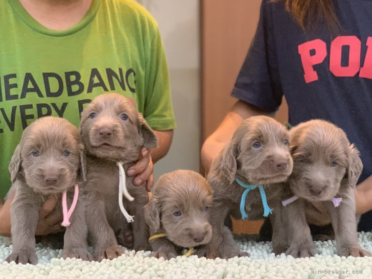 ワイマラナーロングヘアード子犬９月１２日生まれ 奥村聡ブリーダー みんなのブリーダー