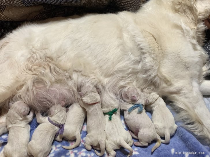 奥村聡ブリーダーのブログ：ゴールデンレトリバー子犬の誕生❣️