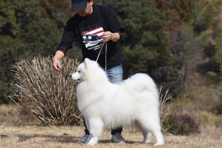 奥村聡ブリーダーのブログ：サモエド子犬誕生！！