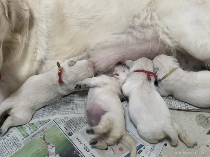 奥村聡ブリーダーのブログ ゴールデン レトリバーの子犬誕生 21 8 11 みんなのブリーダー