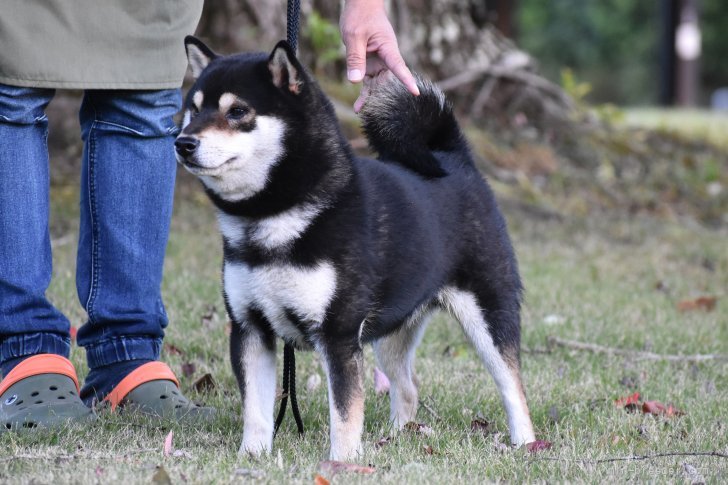 柴犬種牡 明日翔 三歳十ヶ月を迎え益々充実 奥村聡ブリーダー みんなのブリーダー