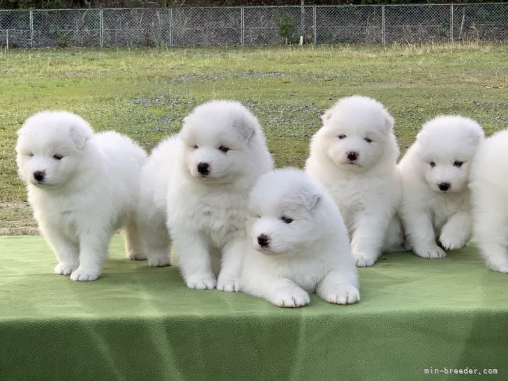 奥村聡ブリーダーのブログ：サモエドの子犬３月１７日生まれ！！