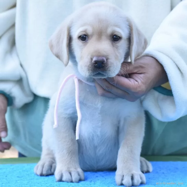 T.S 様のお迎えした子犬