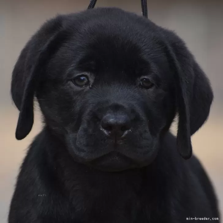 オッサー 様のお迎えした子犬