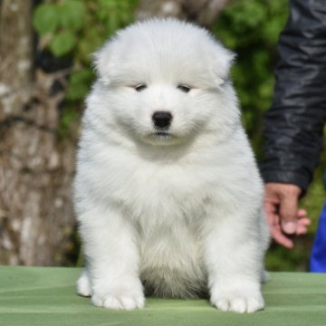 サモエド【三重県・女の子・2025年3月17日・ホワイト】の写真「サモエド世界四大犬舎の名血」
