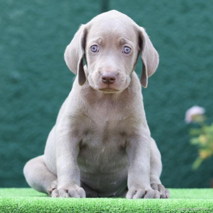 ワイマラナーの子犬をお迎えいただいたお客様の声 口コミ 評判 みんなのブリーダー