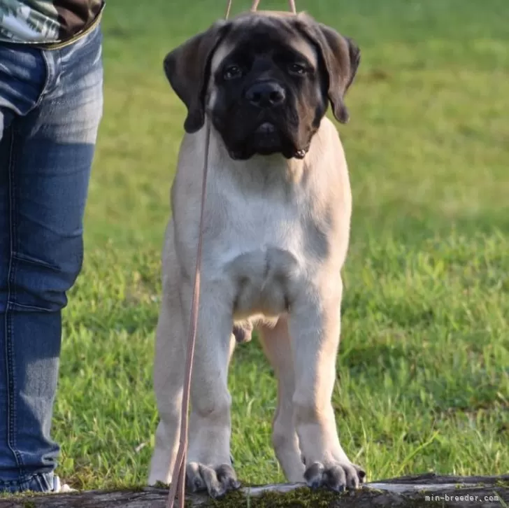 K.K 様のお迎えした子犬