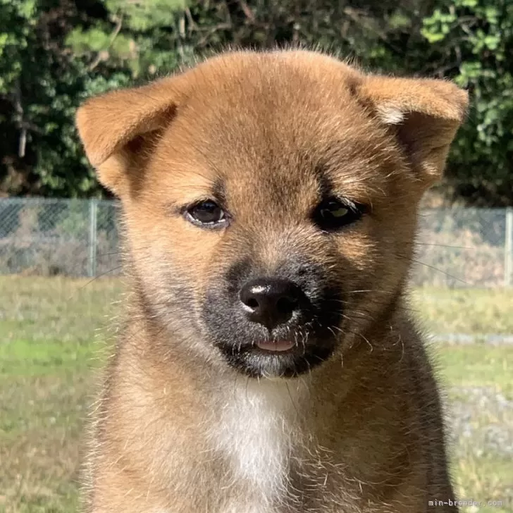 しん 様のお迎えした子犬