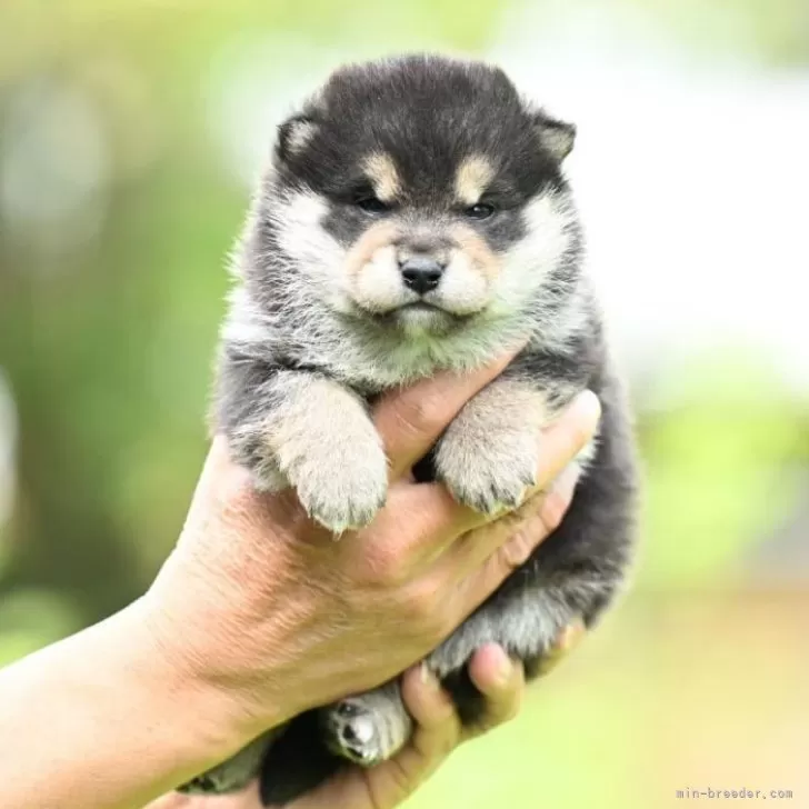 柴犬(標準サイズ)【三重県・男の子・2024年3月27日・黒】の写真1