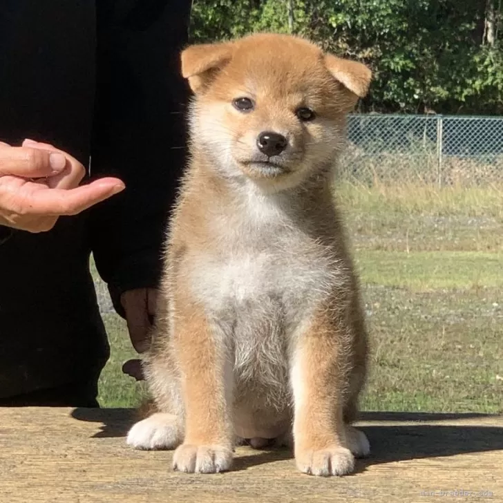 柴犬(標準サイズ)【三重県・女の子・2024年9月11日・赤】の写真1