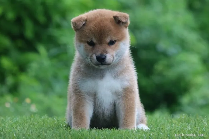 柴犬(標準サイズ)【三重県・女の子・2020年4月7日・赤】の写真1「5/16撮影」