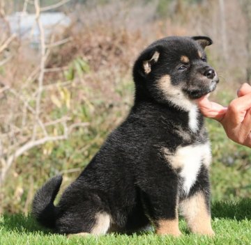 柴犬(標準サイズ)【三重県・女の子・2020年1月1日・黒】の写真「父犬日保展賞歴多数有り遺伝子ノーマル」