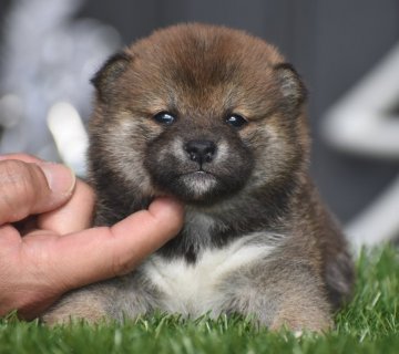 柴犬(標準サイズ)【三重県・女の子・2020年12月2日・赤】の写真「日保の名血の女の子」