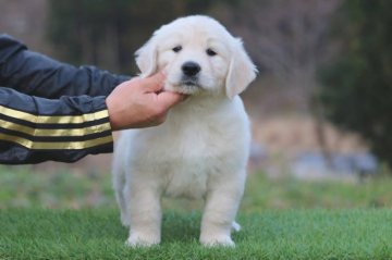 ゴールデンレトリバー【三重県・男の子・2019年1月14日・クリーム】の写真「骨量豊かな本格的ユーロスタイル」