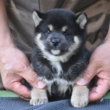 柴犬(標準サイズ)【三重県・男の子・2024年3月27日・黒】の写真「両親日保の名血」