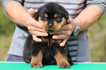 ロットワイラー【三重県・男の子・2017年10月13日・ブラック&タン】の写真「骨量豊かで性格の温和な男の子」