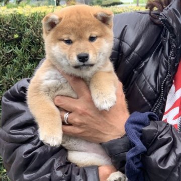 柴犬(標準サイズ)【三重県・女の子・2023年2月19日・赤】の写真「父遺伝子検査クリアから生まれた子犬」