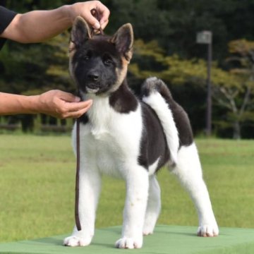 アメリカン・アキタ【三重県・女の子・2023年6月8日・ブラックタン&ホワイト】の写真「頭部、ボディ構成の素晴らしい女の子」