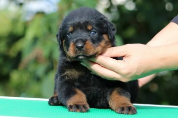 ロットワイラー【三重県・女の子・2017年9月14日・ブラック&タン】の写真「骨量豊かで牝犬らしい表現をしたお顔の女の子です。」