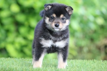 柴犬(標準サイズ)【三重県・女の子・2020年4月3日・黒】の写真「ちょっと小ぶりな女の子」