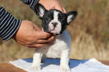 フレンチブルドッグ【三重県・男の子・2017年10月30日・パイド】の写真「ボディ構成色柄ともに三拍子揃った理想のパイドカラー」